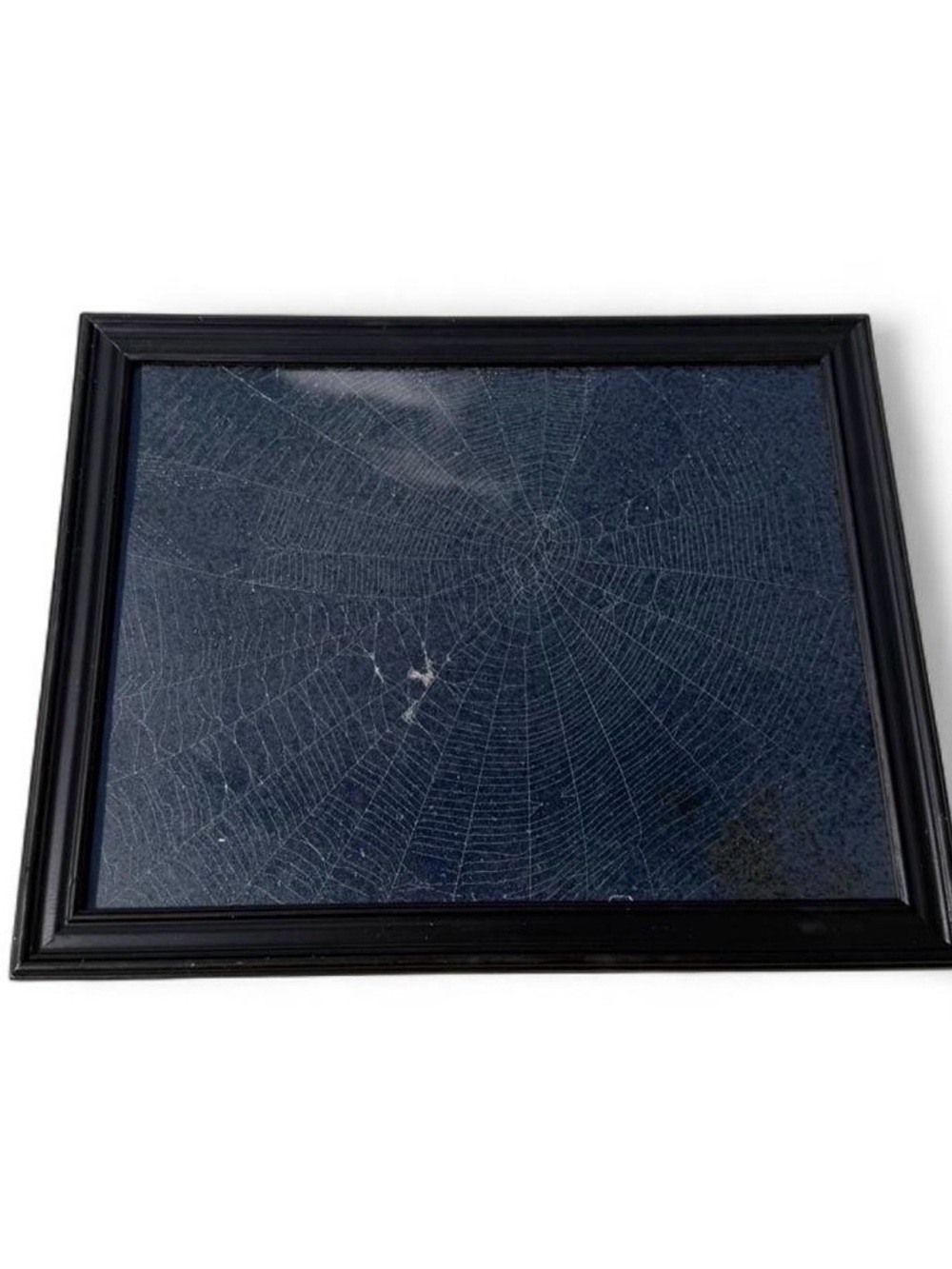 Black Framed Preserved spider web 8.5x11